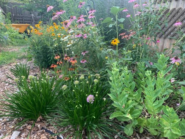 Magic rain garden that will protect their house from flooding