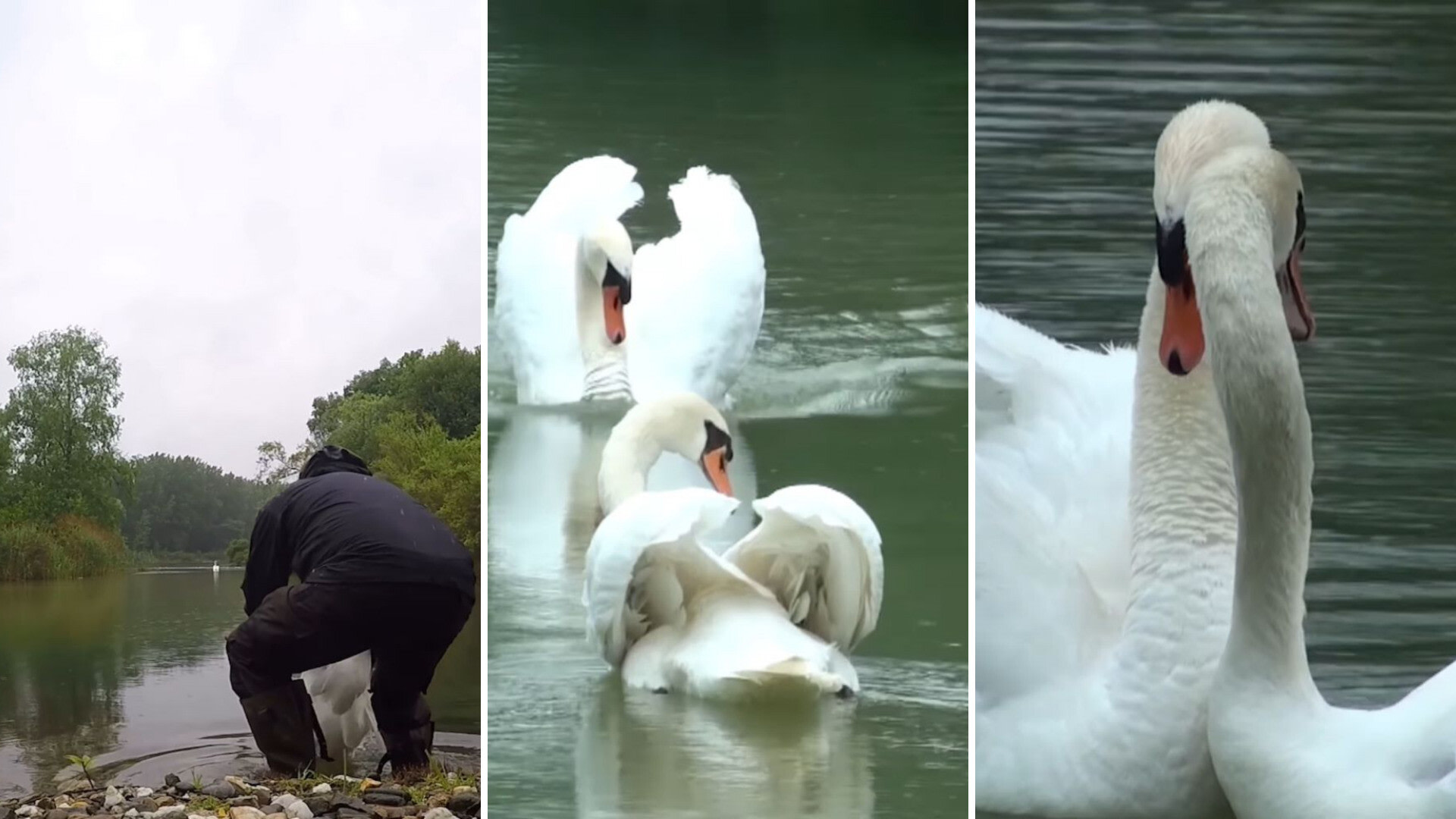 Video shows swans reuniting after one spent weeks in a rescue center: