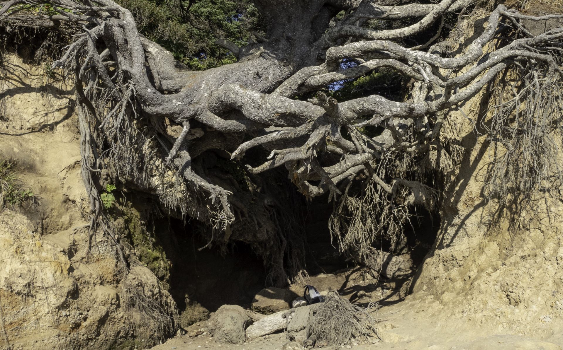 The Tree of Life is a beloved sight in Washington's Olympic National Park