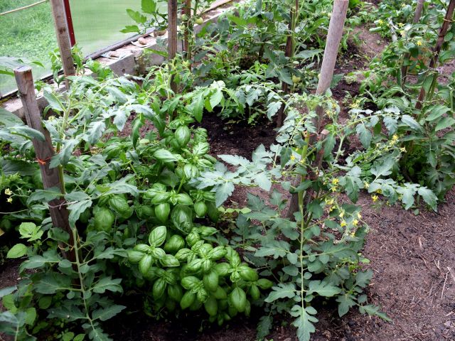 Instagram famous backyard food garden