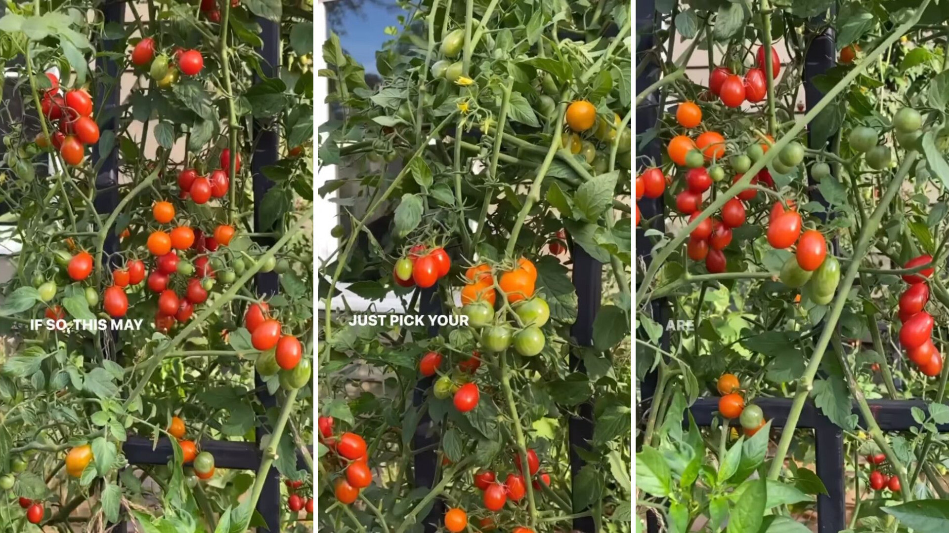 Gardener Reveals Shocking Reason Your Tomatoes May Not Be Turning Red   Vs9iZBAQwsun 