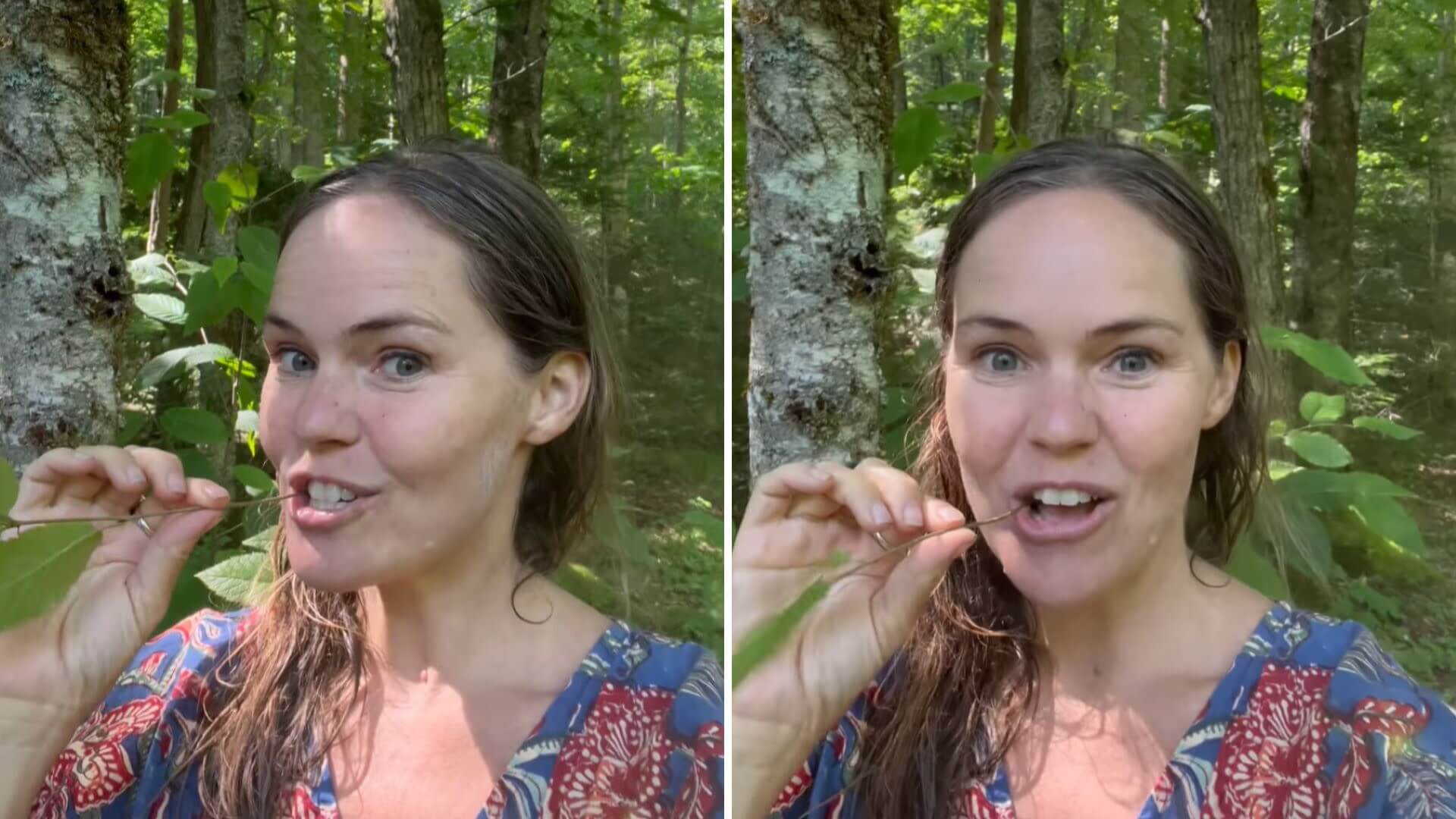 Sweet birch, incredible ancient plant that can help you while camping or hiking