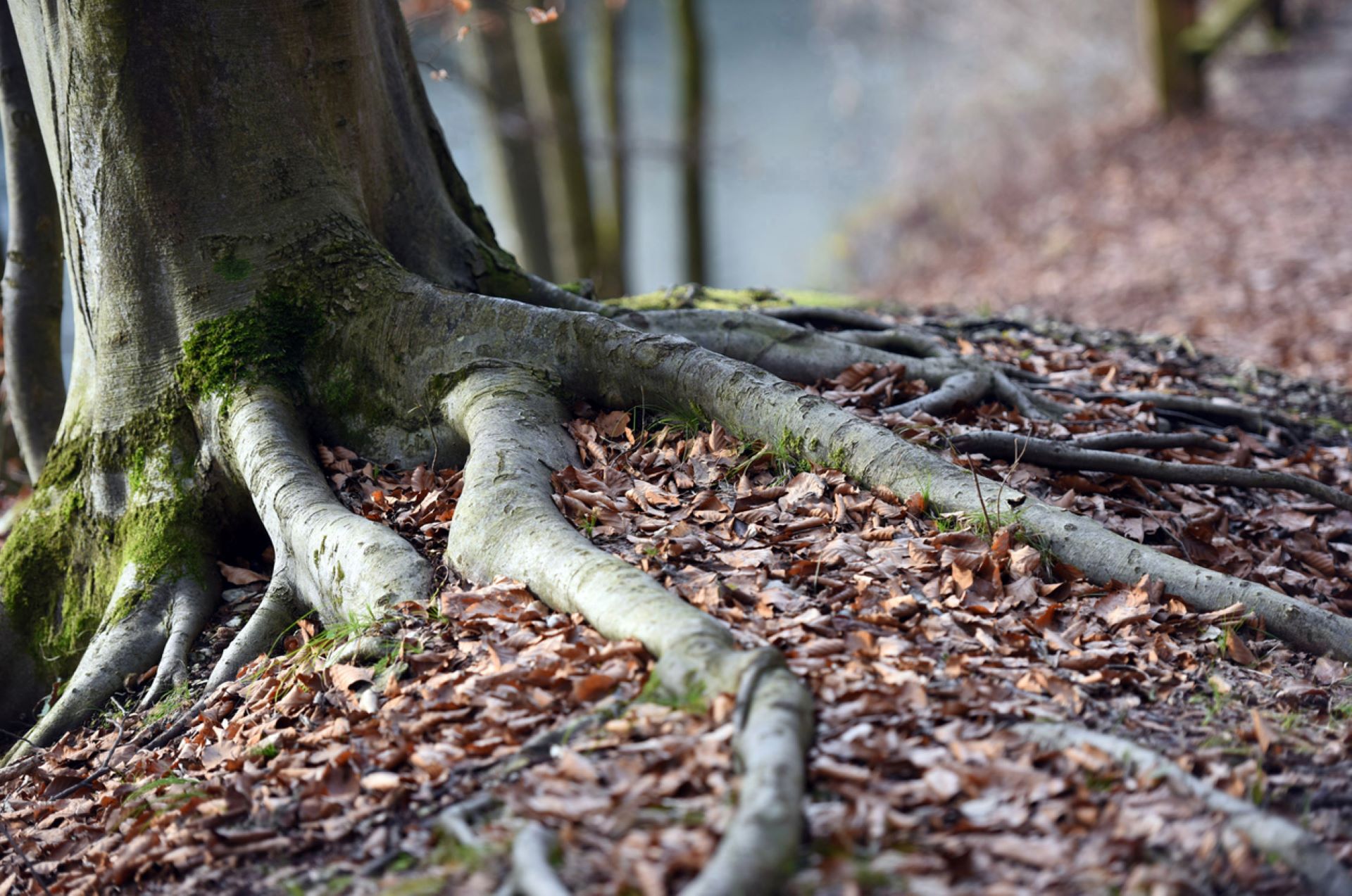 Beech leaf disease, Parasitic worm wreaking havoc on nature