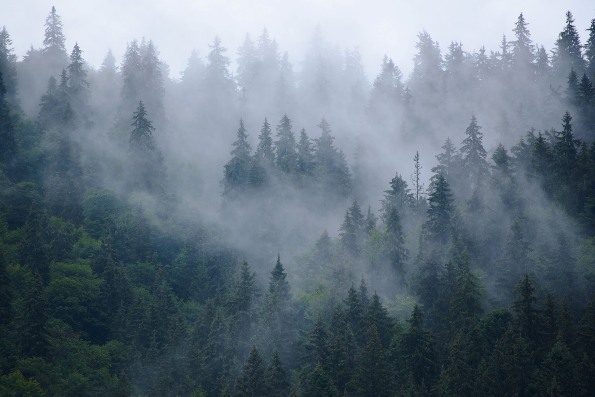 Solar-powered ‘fog net’ could solve a major pollution problem