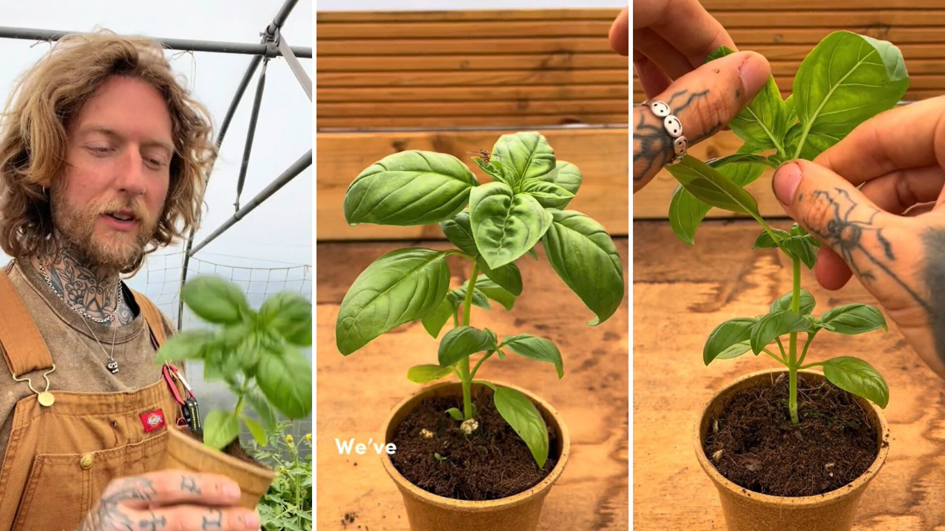 Expert gardener explains how to double your basil every time you