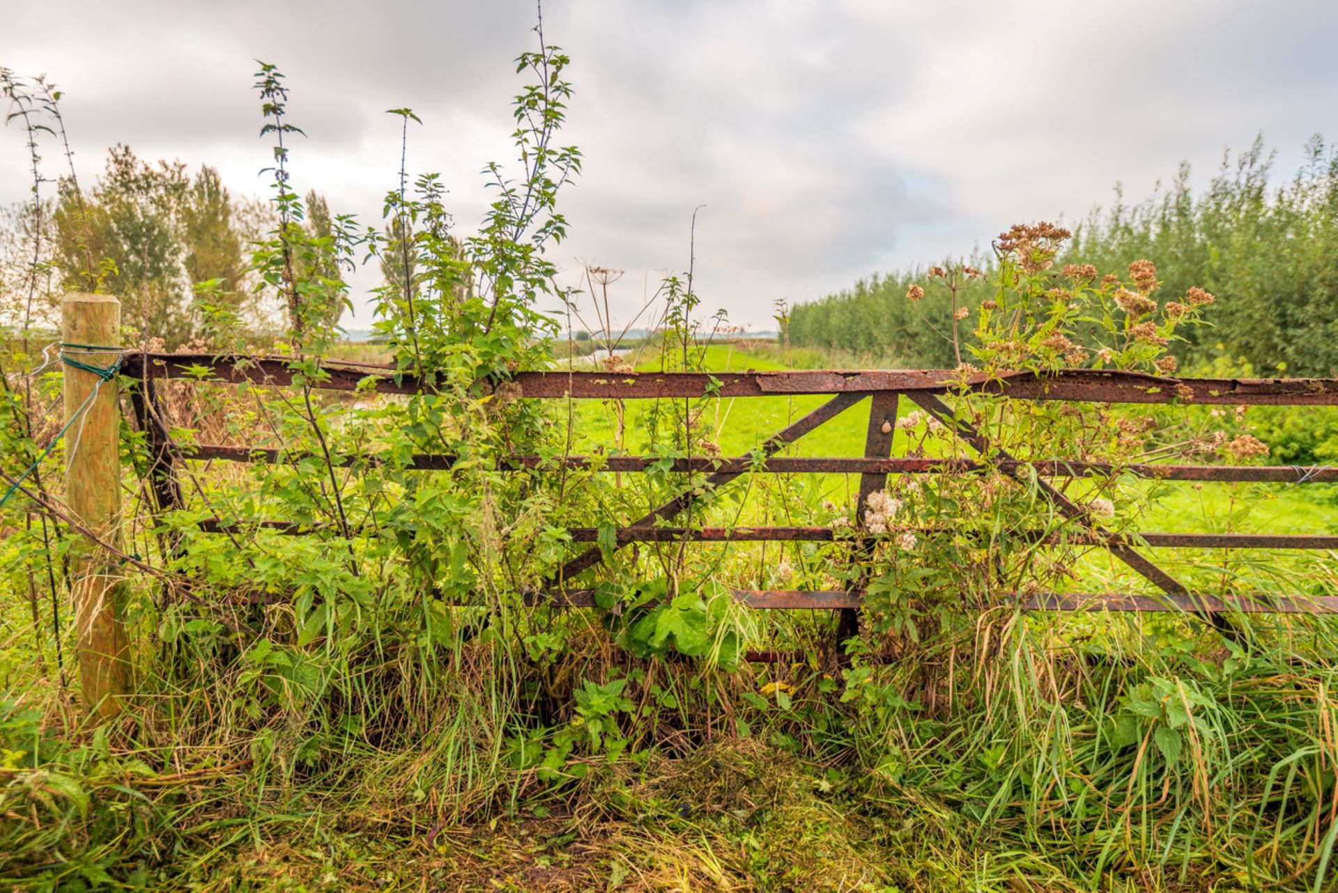 Goatscaping is effective against weeds, brush, and invasive plants.