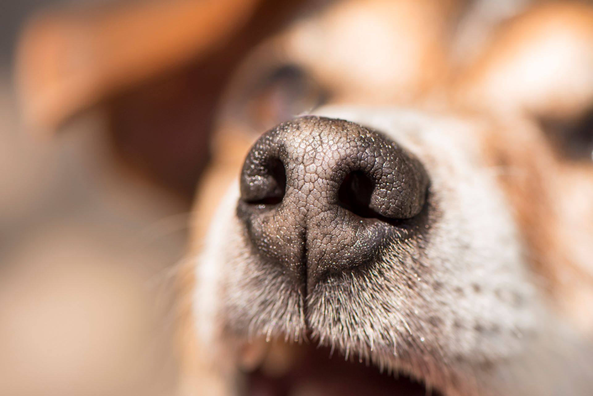 Oil-sniffing dogs are a new secret weapon for cleaning up after disasters