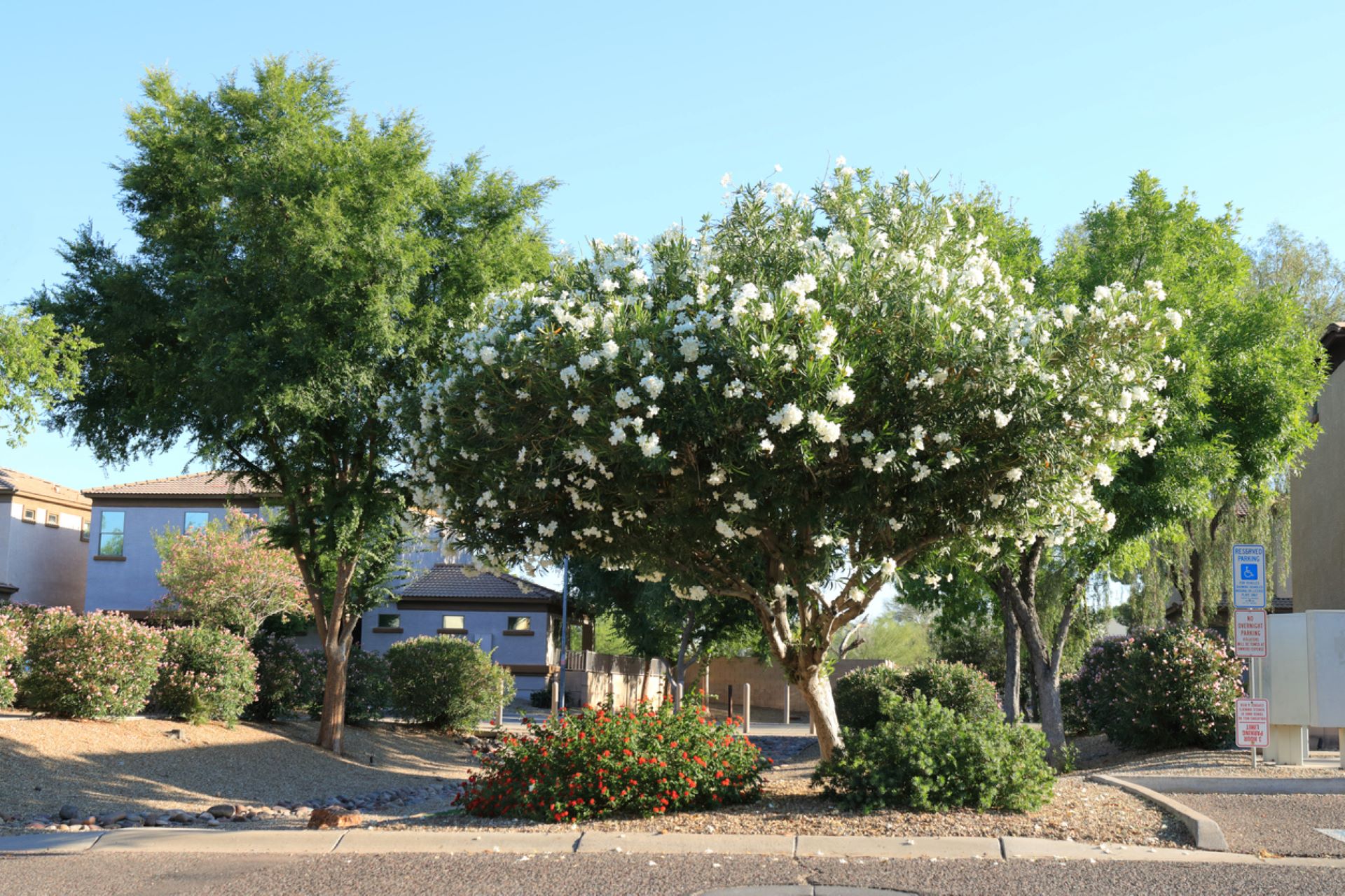 HOA stuns community after setting unprecedented standards for landscaping: 'We have to do this'