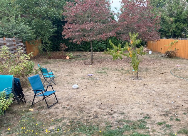 transformation from barren yard to impressive 'food forest'