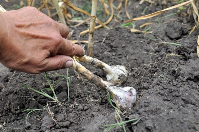 Infinite garlic glitch, Grow food at home