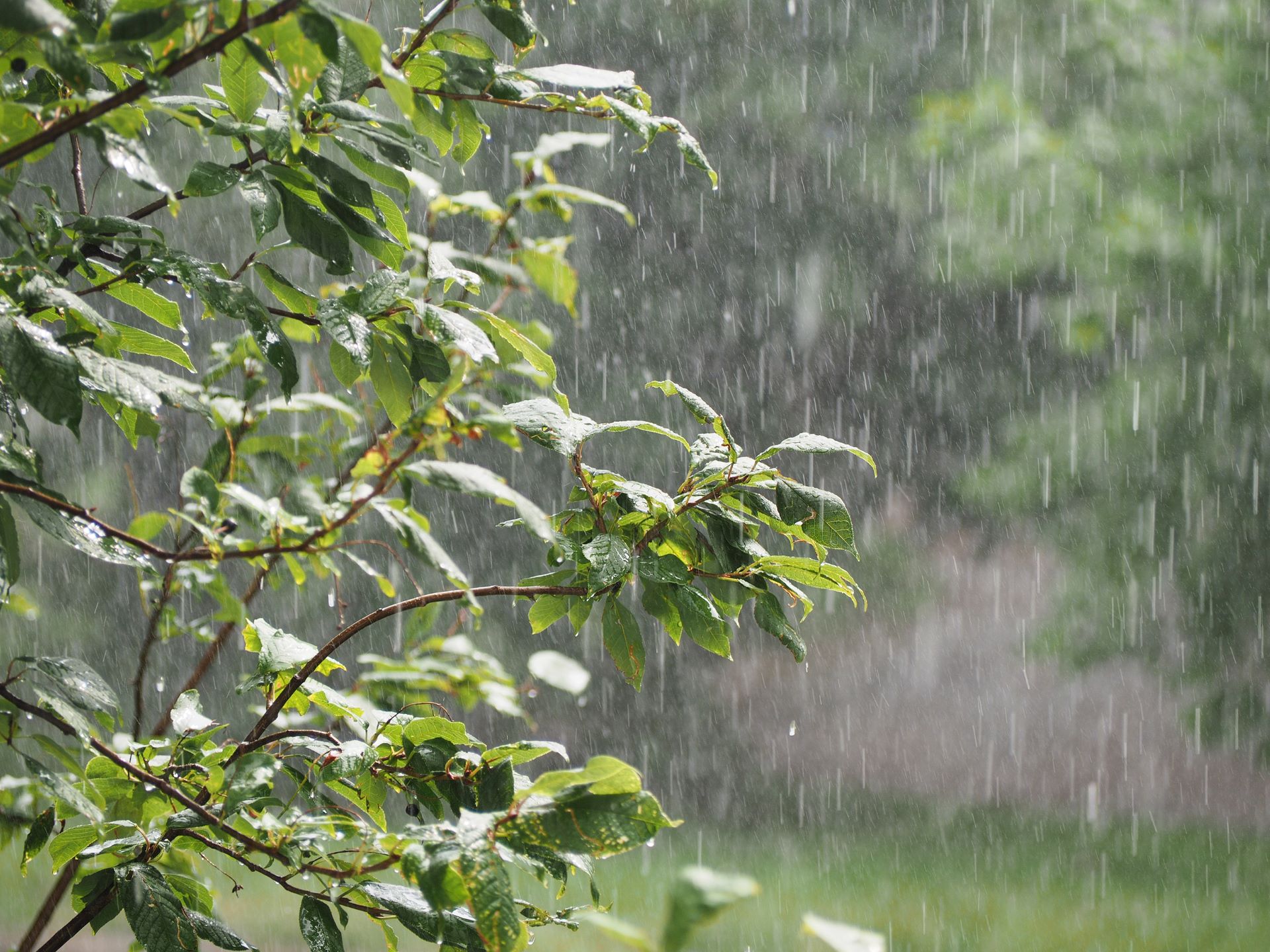 Lightning strikes can be beneficial to your plants