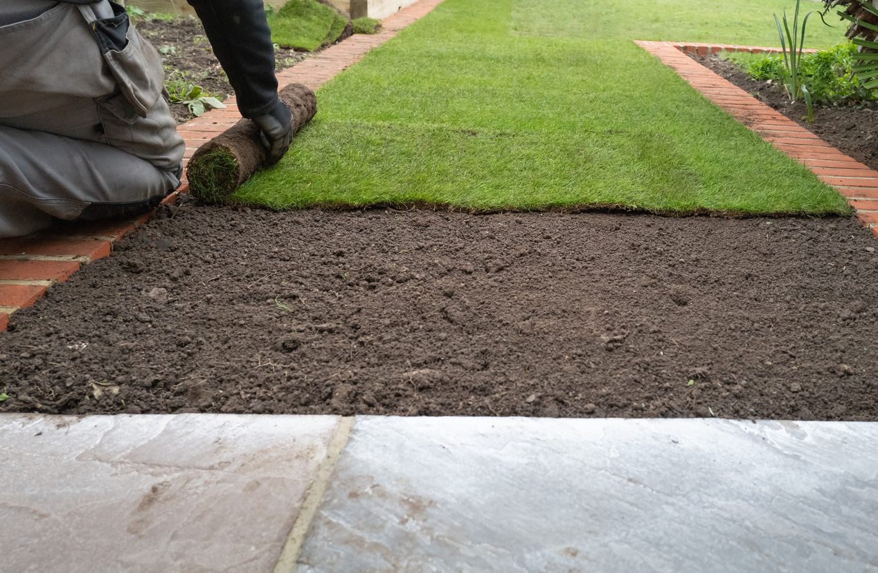 New sod is no match for a skillful raccoon, raccoon sod