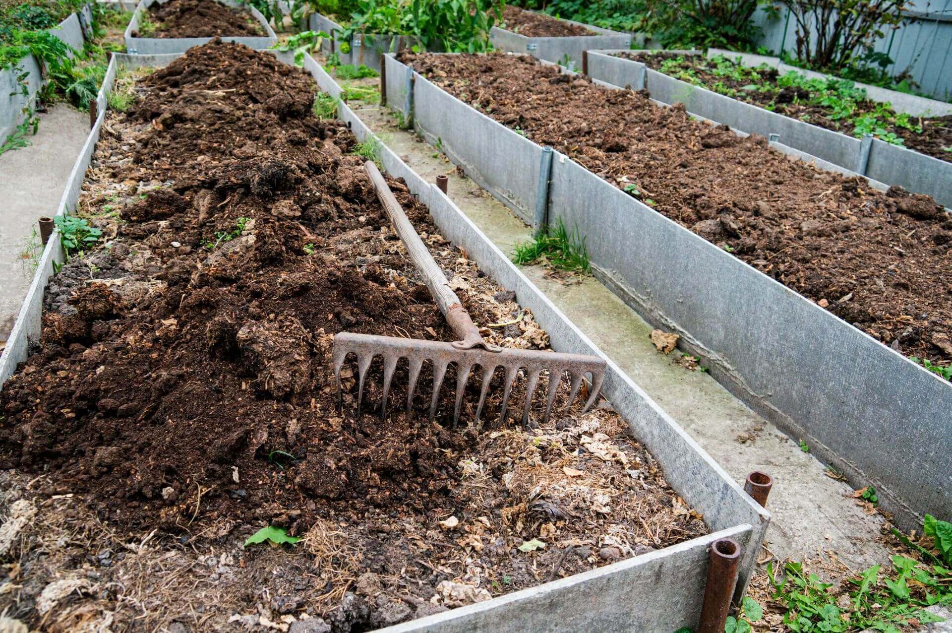 The do's and don't-have-to's of growing onions