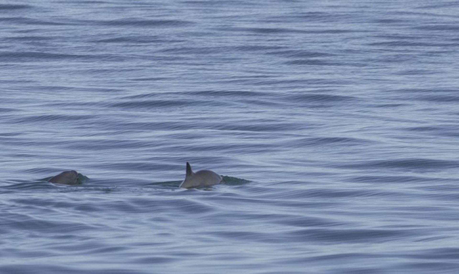 The vaquita, the world's smallest marine mammal