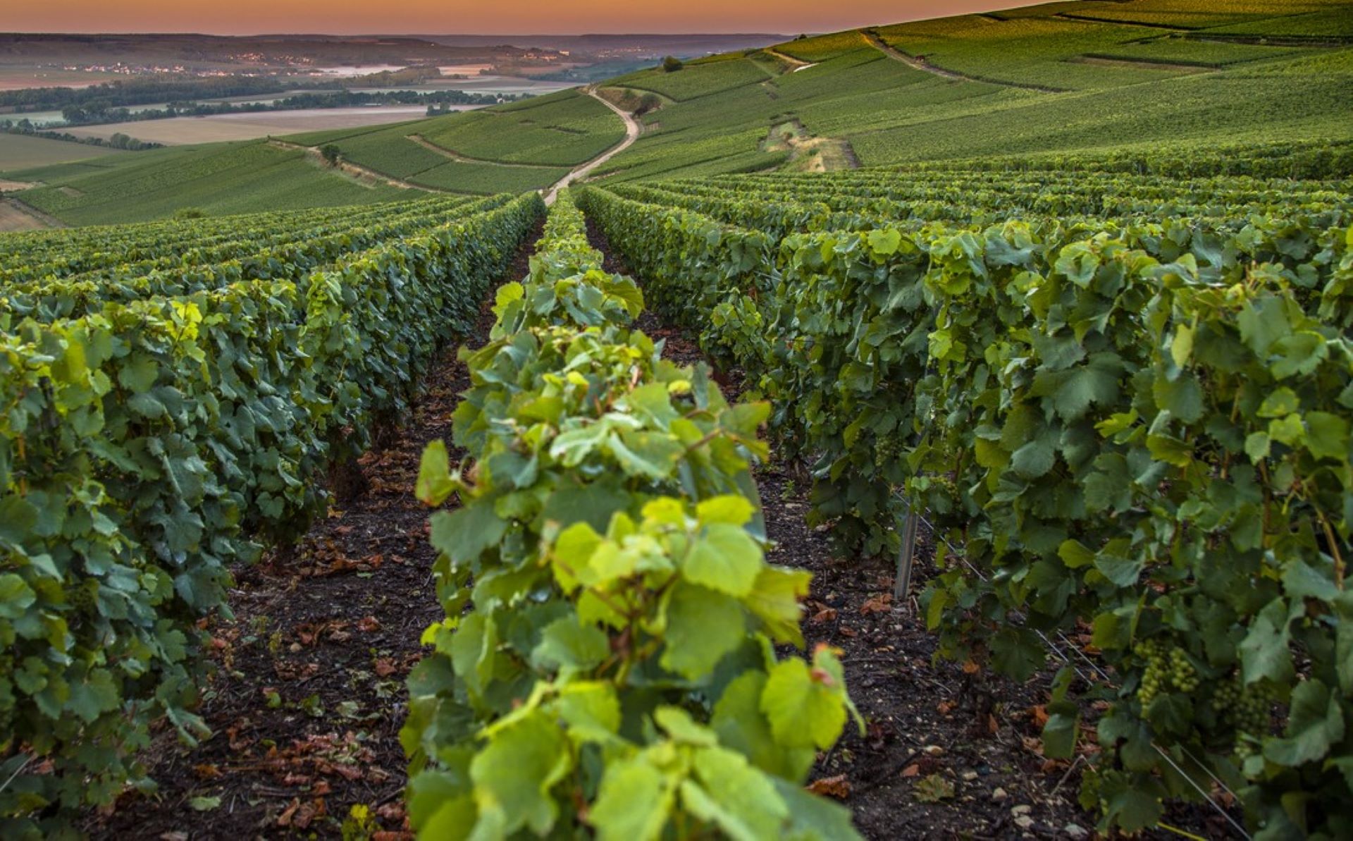 French wine crisis, France set to destroy enough wine to fill over 100 Olympic-sized swimming pools