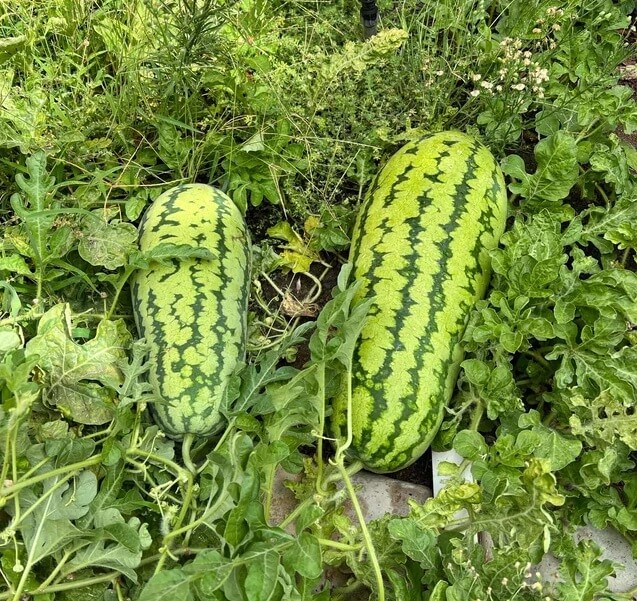 Oddly shaped watermelon