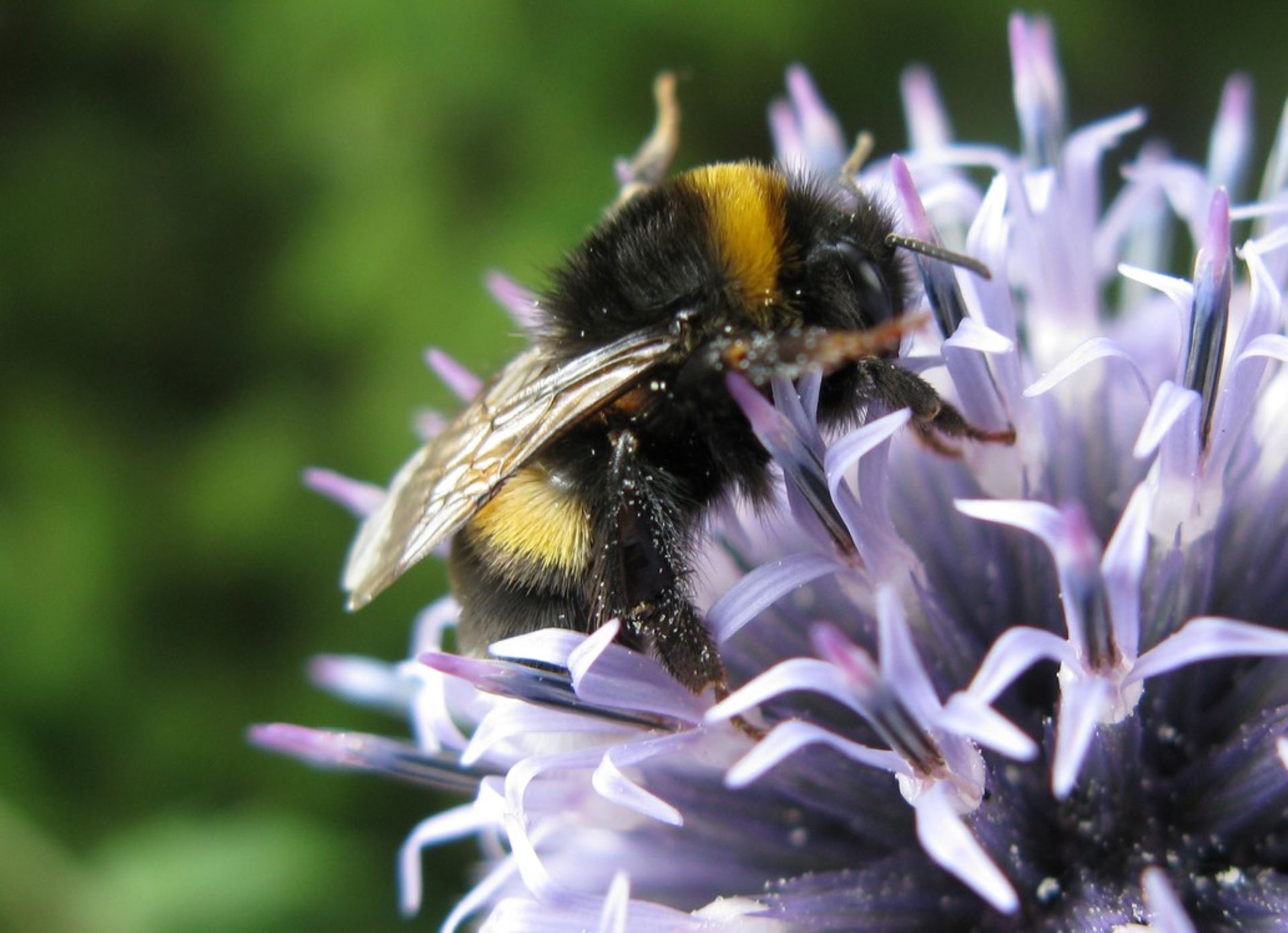 Bees buzzing in their garden