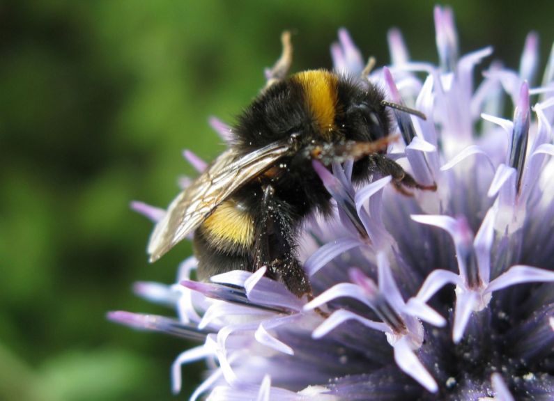 Bumblebees bite plants to make them flower early, surprising scientists