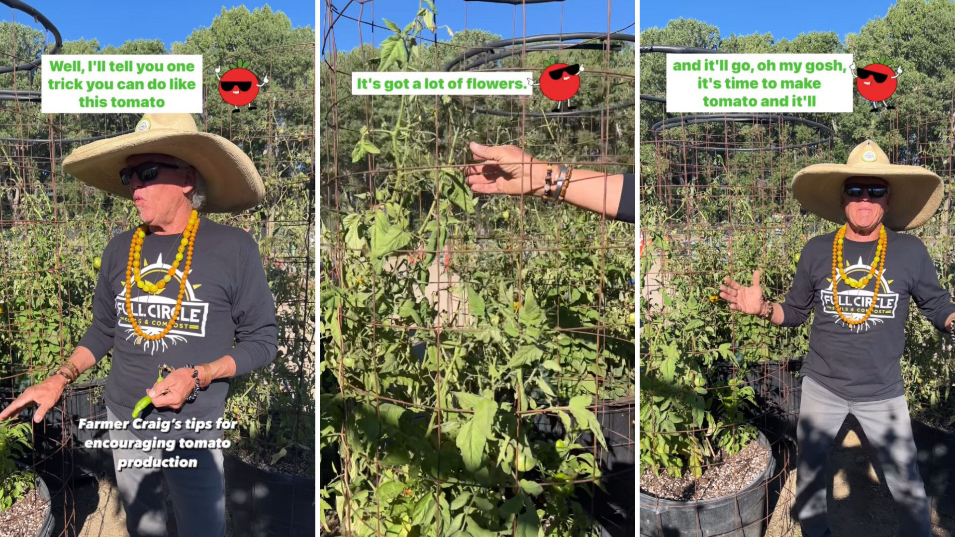 Hack for speeding up tomato ripening as season comes to a close