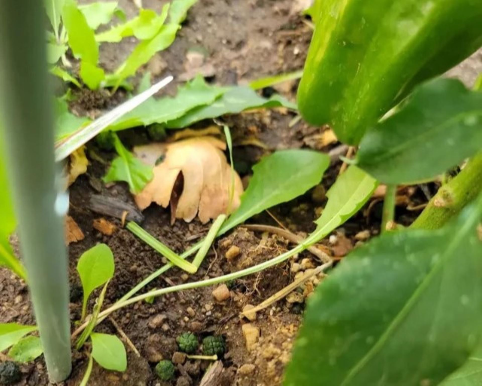 Tobacco hornworm larvae are giant, terrifying pests