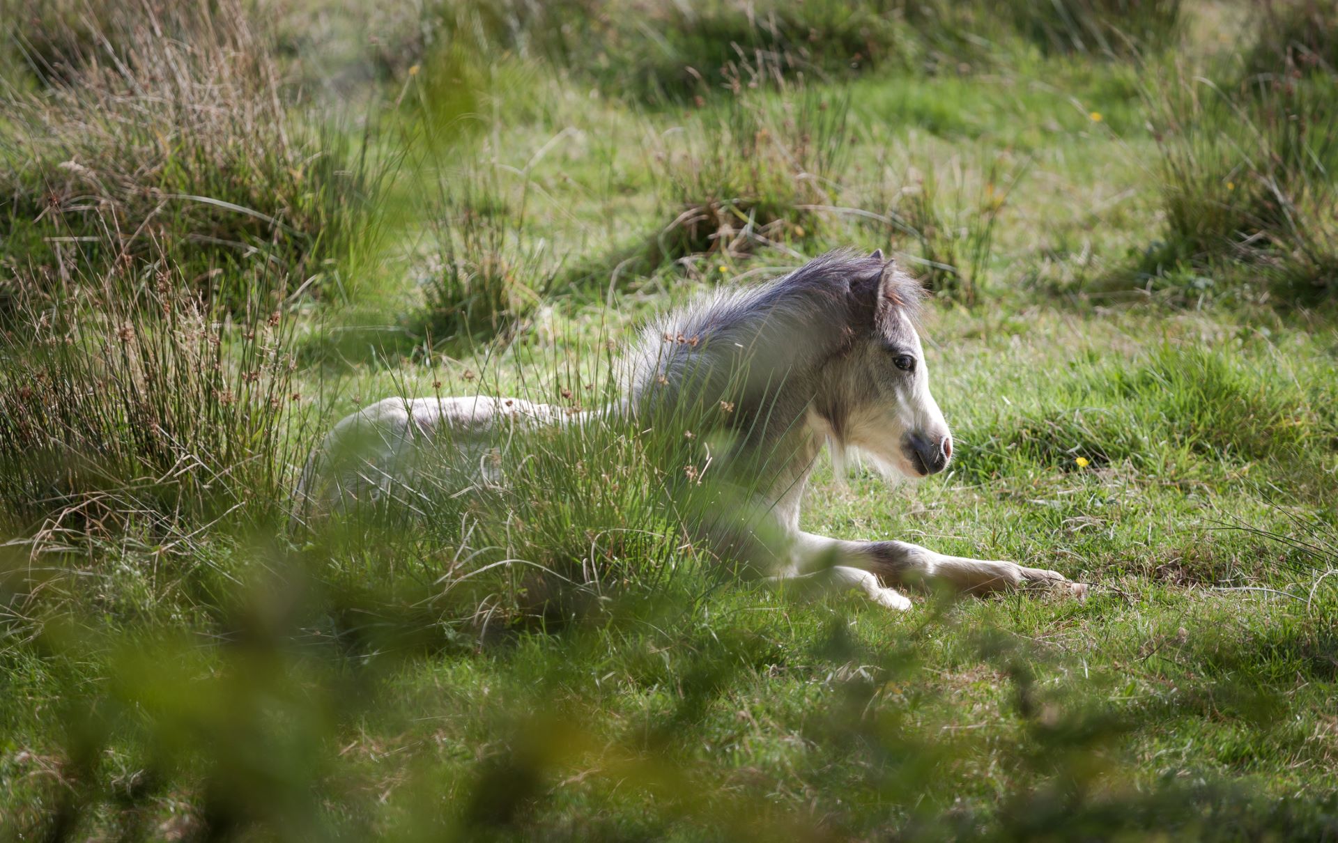 Selfie-taking tourists cause newborn pony foal to fall off cliff to its death