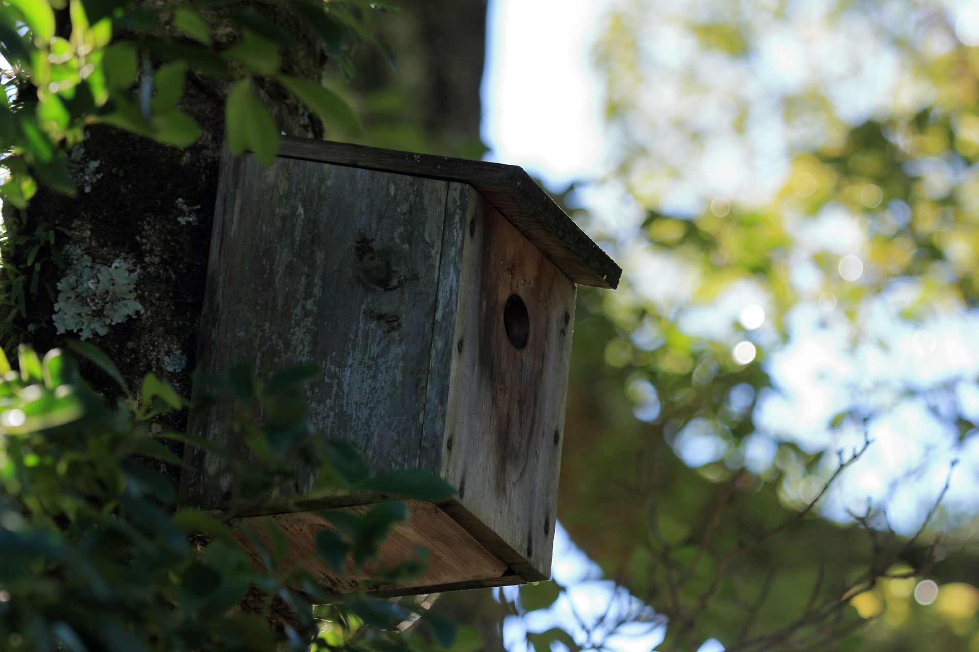 Cat, killing birds solution