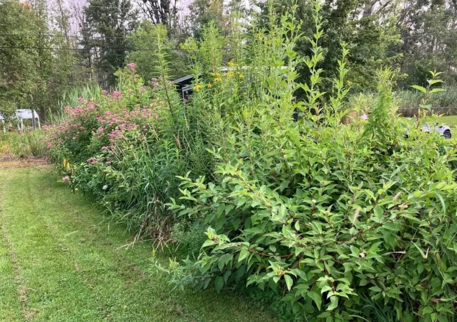 One Reddit user shared their living fence, also known as a hedgerow, that they planted to block the view of an ugly yard.