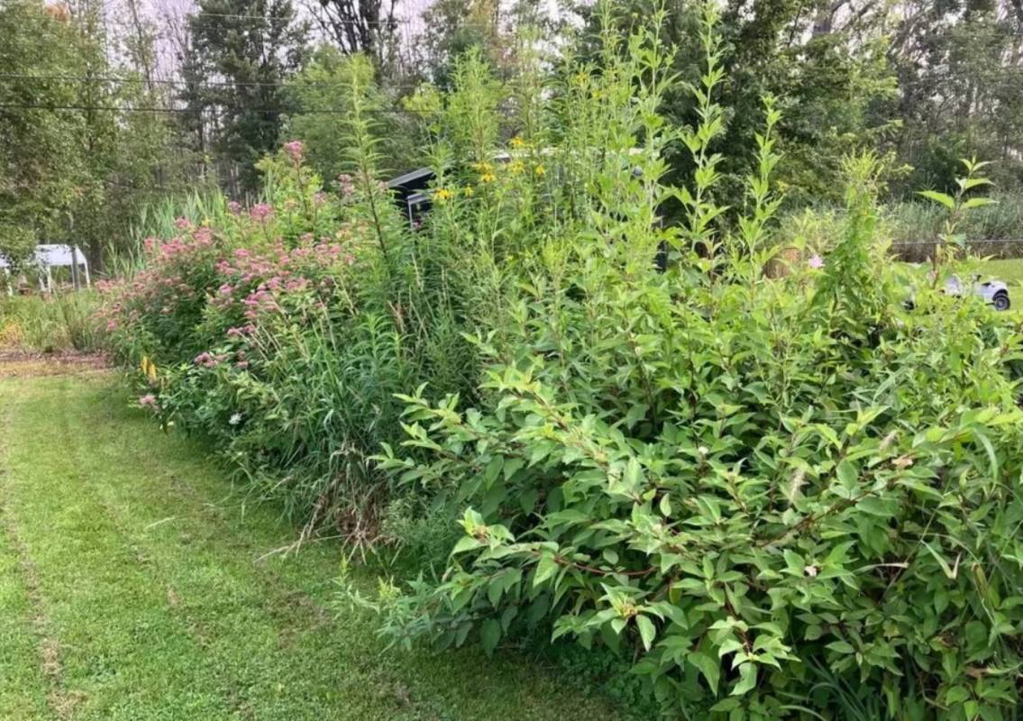 One Reddit user shared their living fence, also known as a hedgerow, that they planted to block the view of an ugly yard.