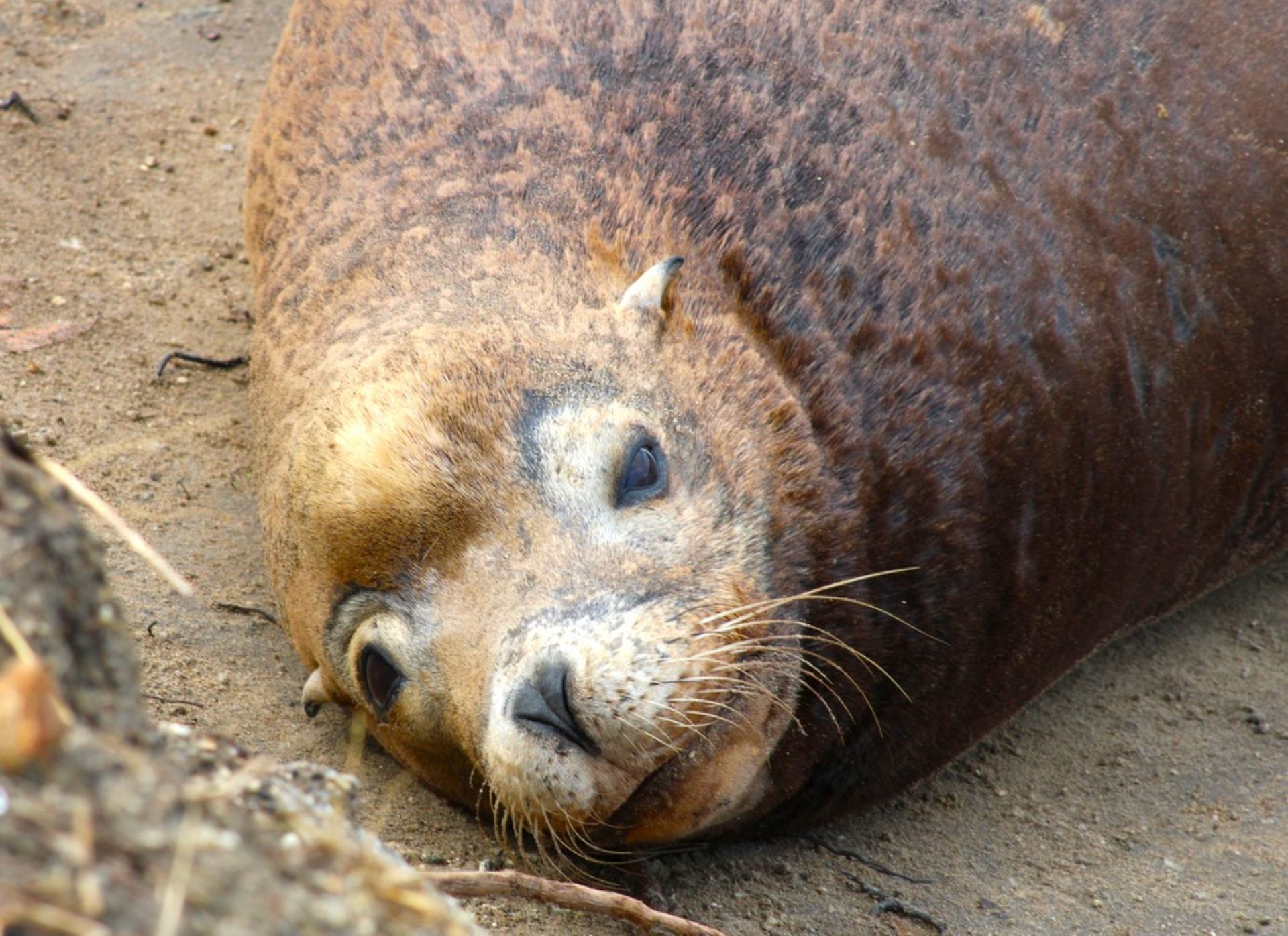 Officials make troubling discovery after sea lion attacks boy swimming