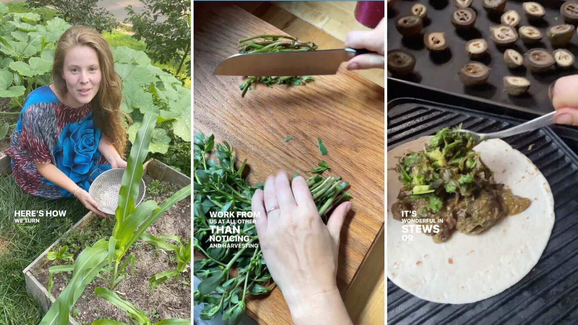 A homegrown hand-gathered purslane taco