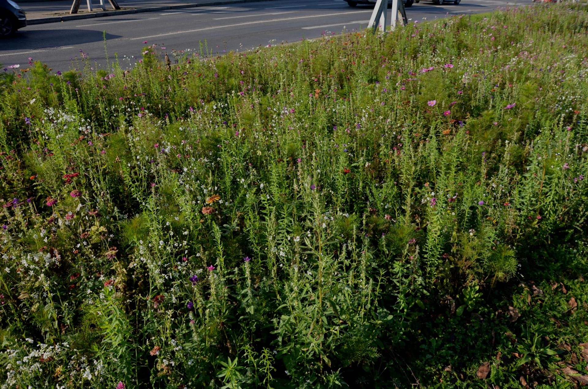 These "ugly" plants may not win a beauty contest, but you'll still want them in your garden.c