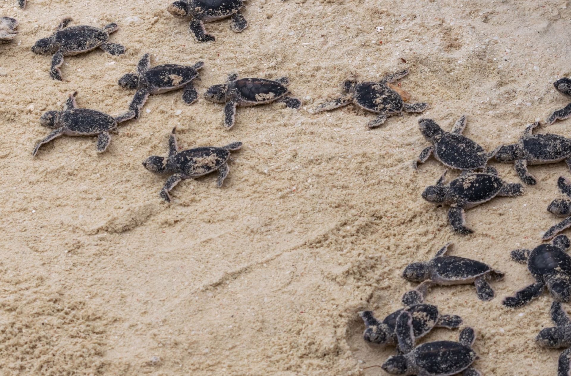 The sex of a young turtle is influenced by the water the egg develops in.