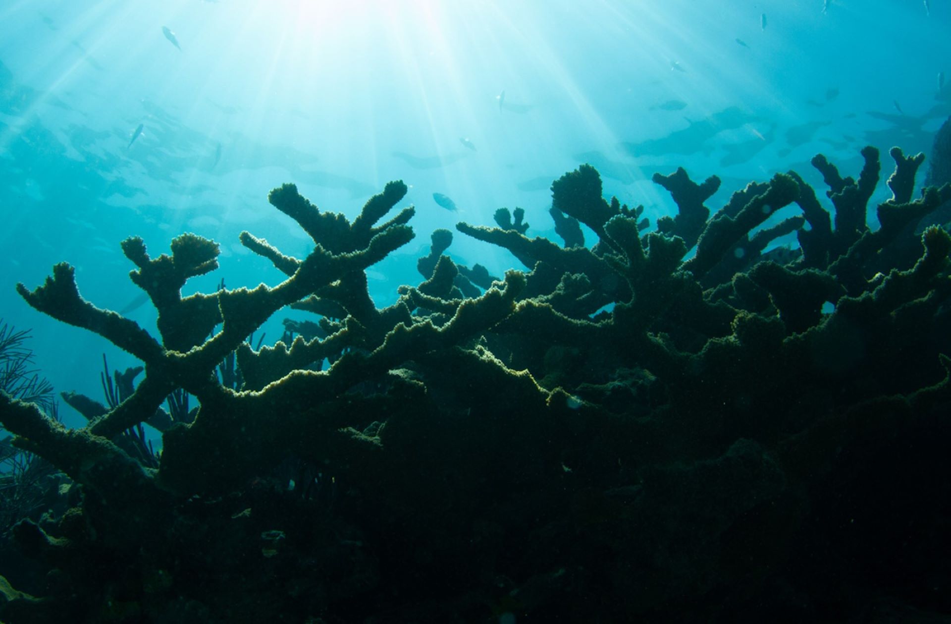 Algae is one of the leading contributors to the death of vital coral.