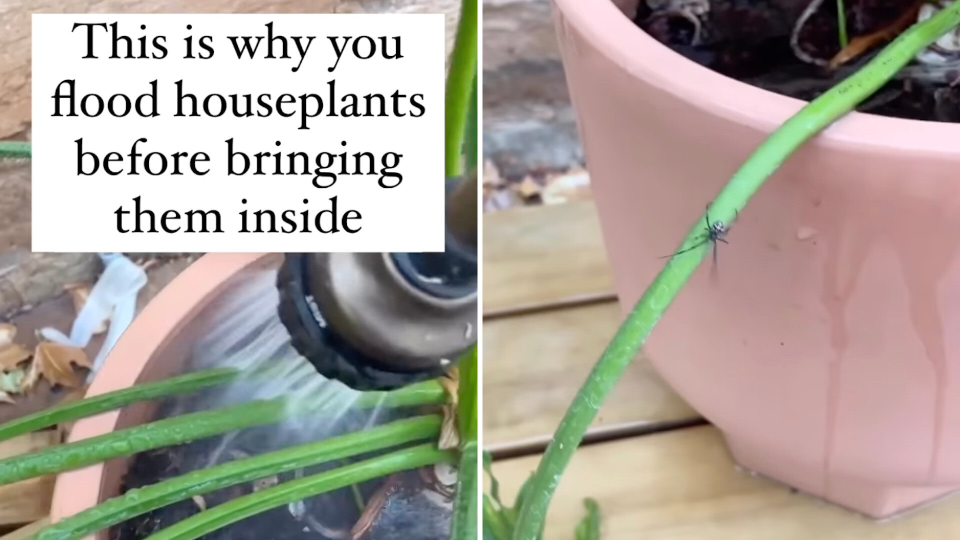 Houseplant expert gives crucial advice to heed before bringing your plants inside: 'More people need to know this'