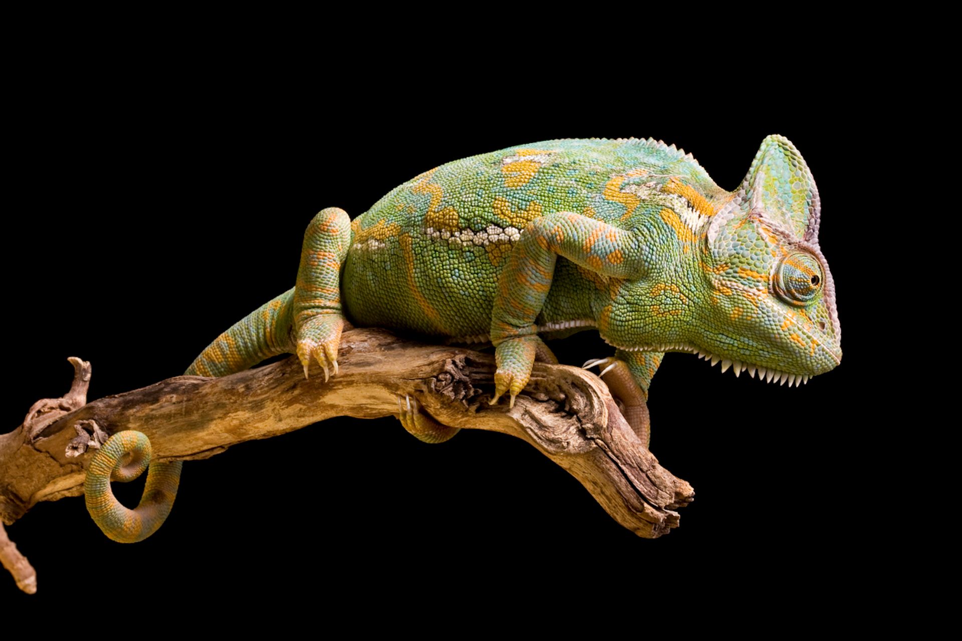 Chameleon-Inspired Coating For Buildings Could Significantly Improve Energy  Efficiency
