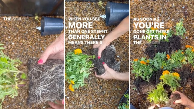 "I planted them all out and had the most beautiful display of marigolds until December!”