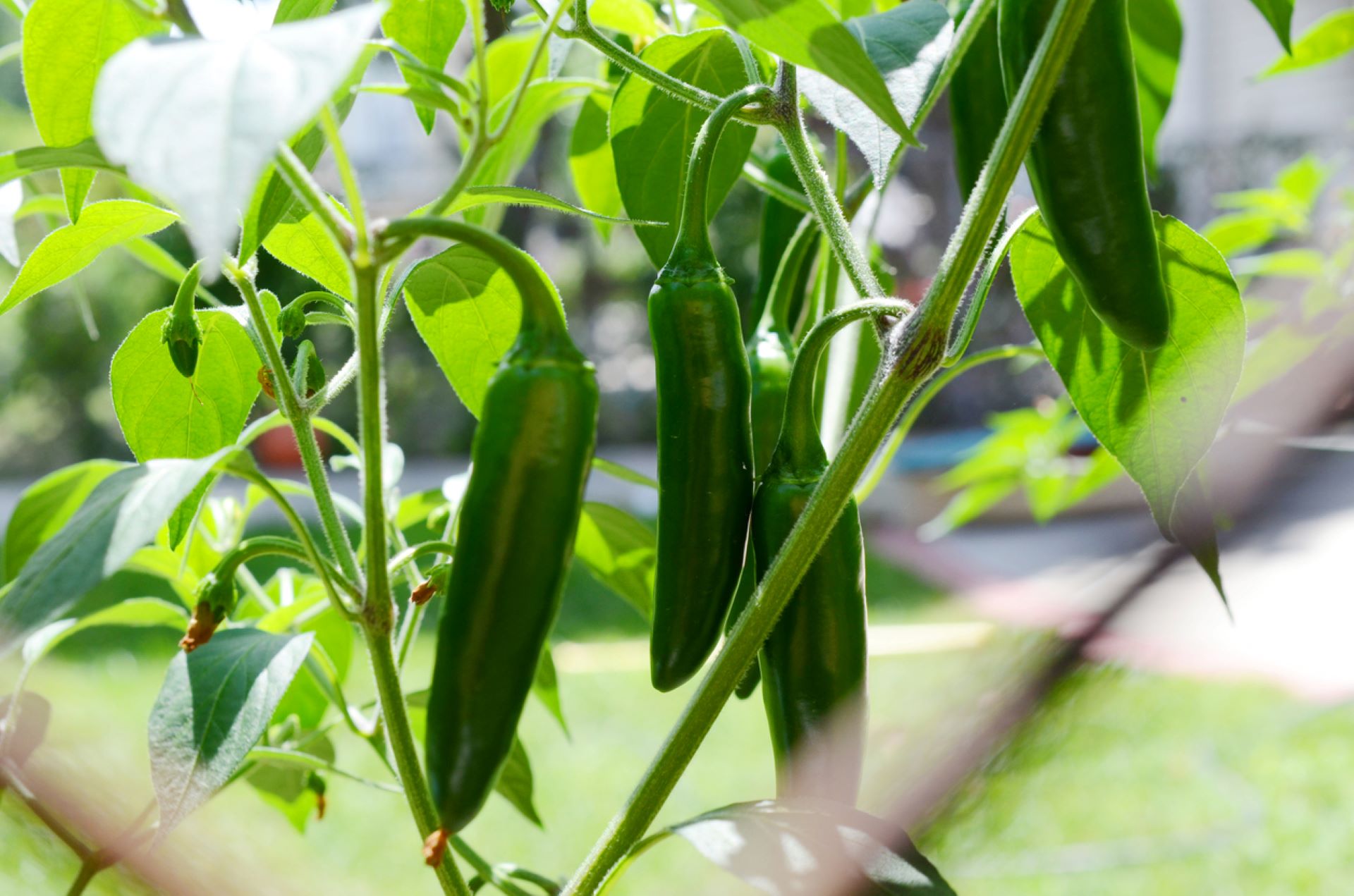 “You have to say something, don’t be rude just let the pepper thief know those are your peppers."