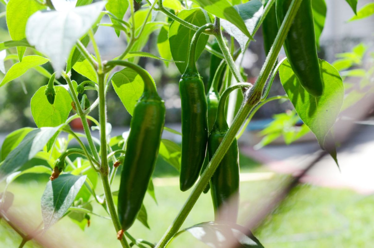 “You have to say something, don’t be rude just let the pepper thief know those are your peppers."