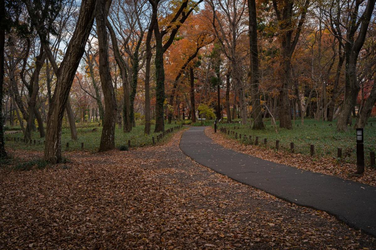 "The trees may not be acclimated, and the leaves may fall off before they’ve withdrawn all their nutrients.”