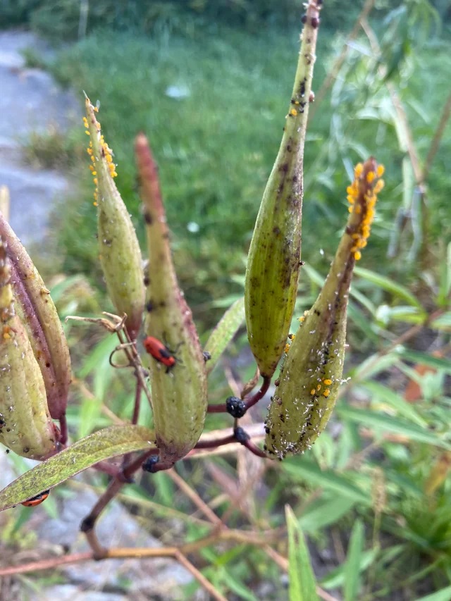 Some clusters were so thick they hid the green of the plant's buds.