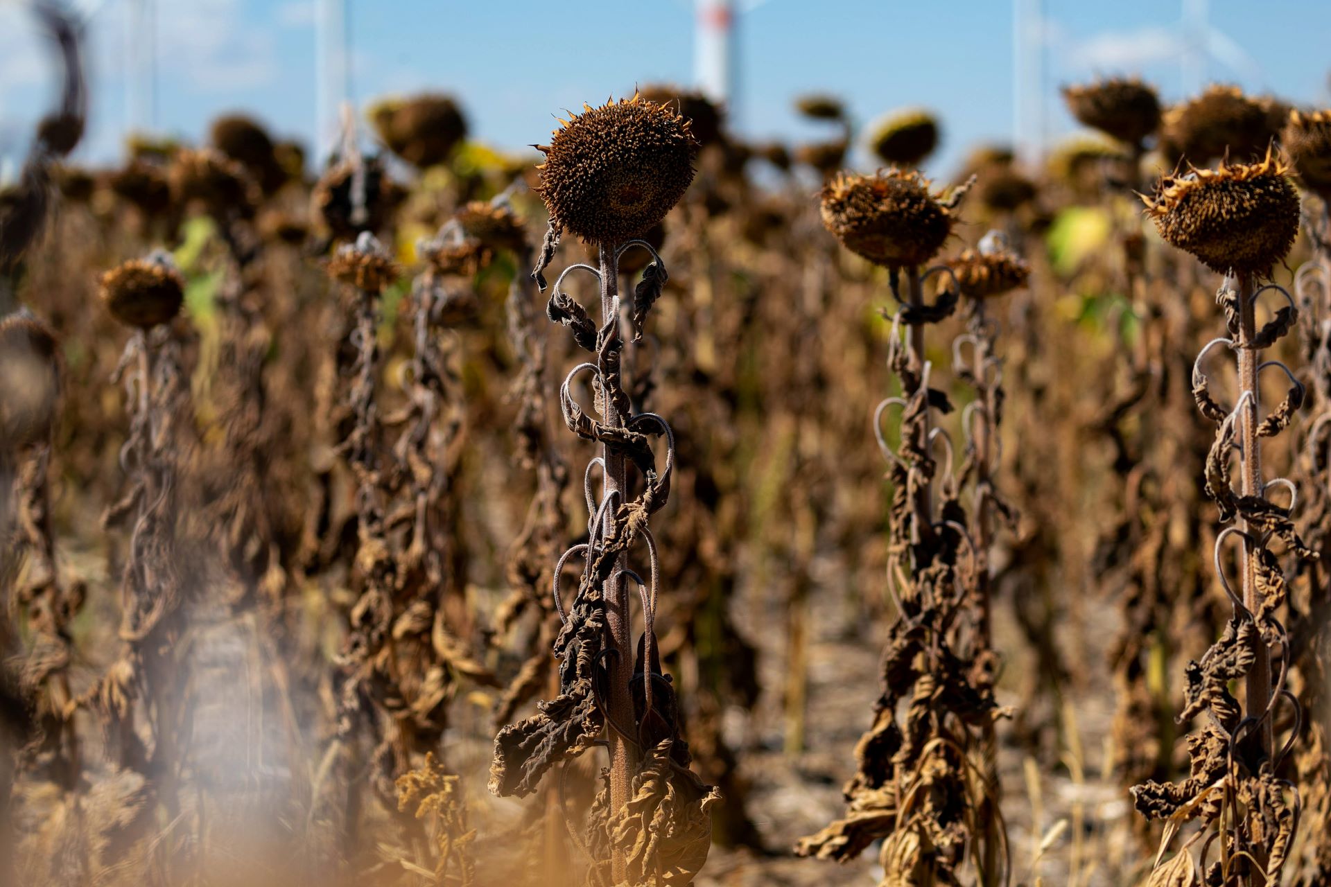 Unseasonably severe heatwave expected to overtake significant portion of world population — here's what that could mean