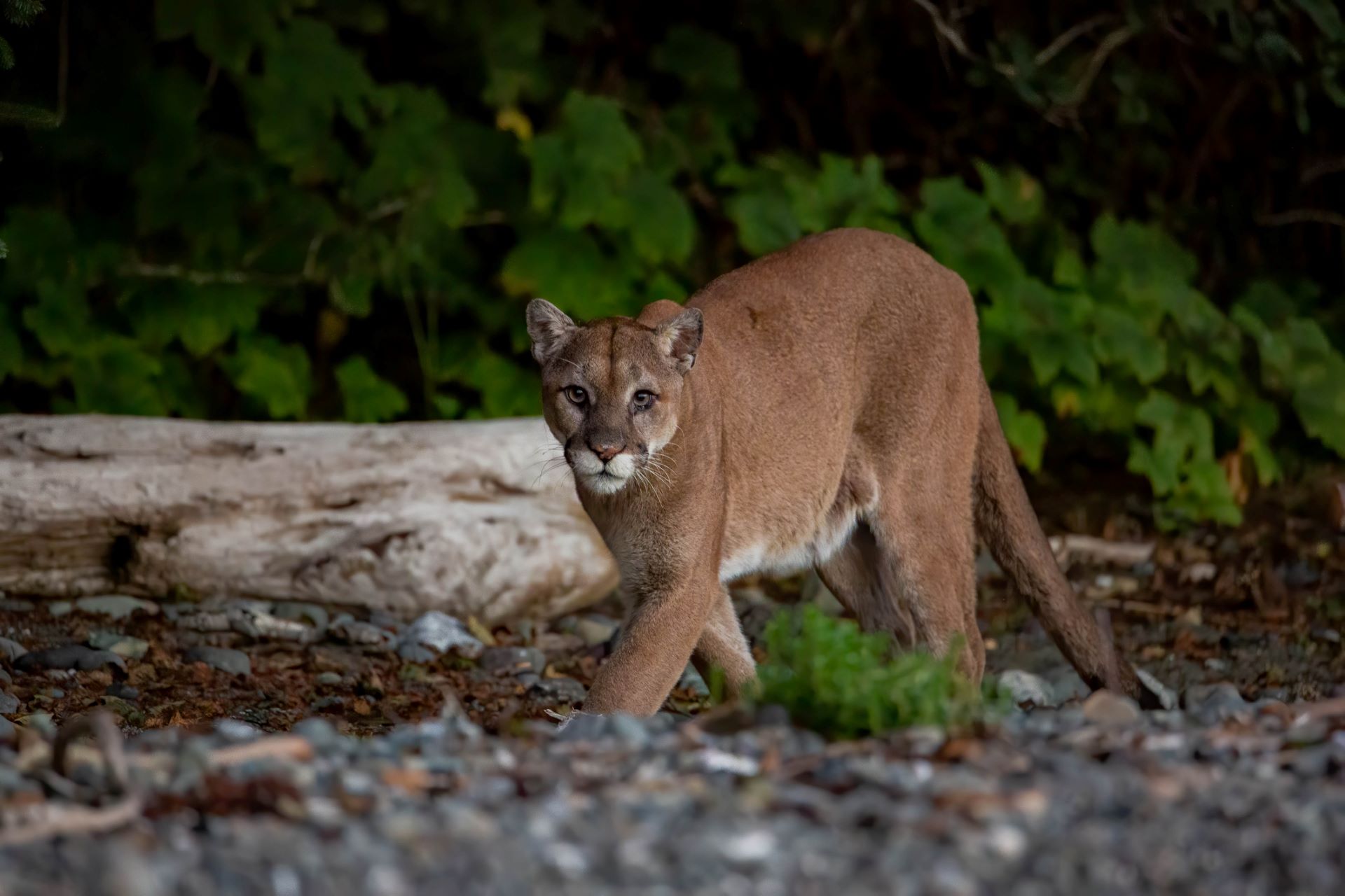 Cougar populations face deadly threats as legal hunting and depredation ...