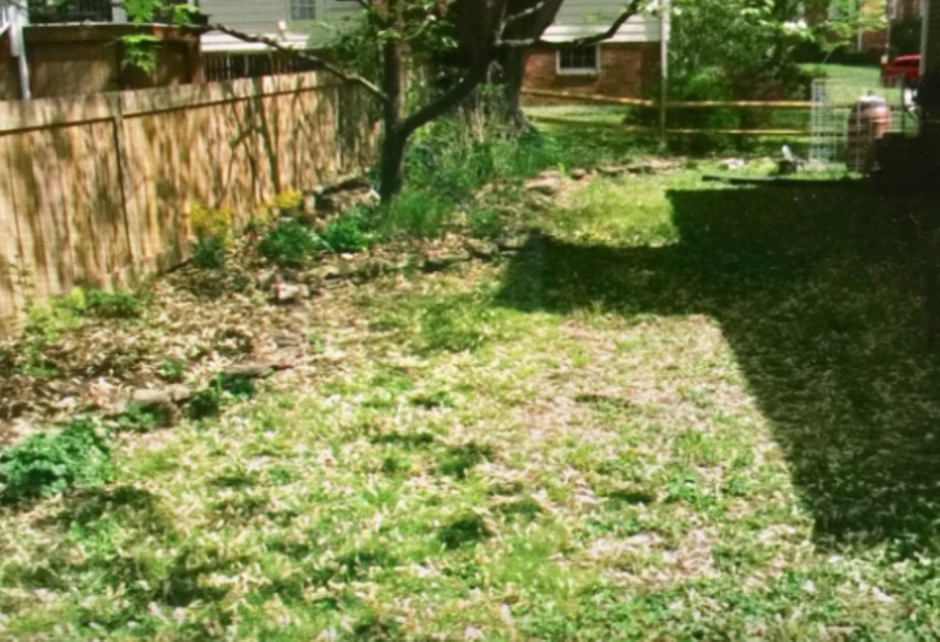 “Here are some of my back yard native plantings after 10 years of intermittent efforts."