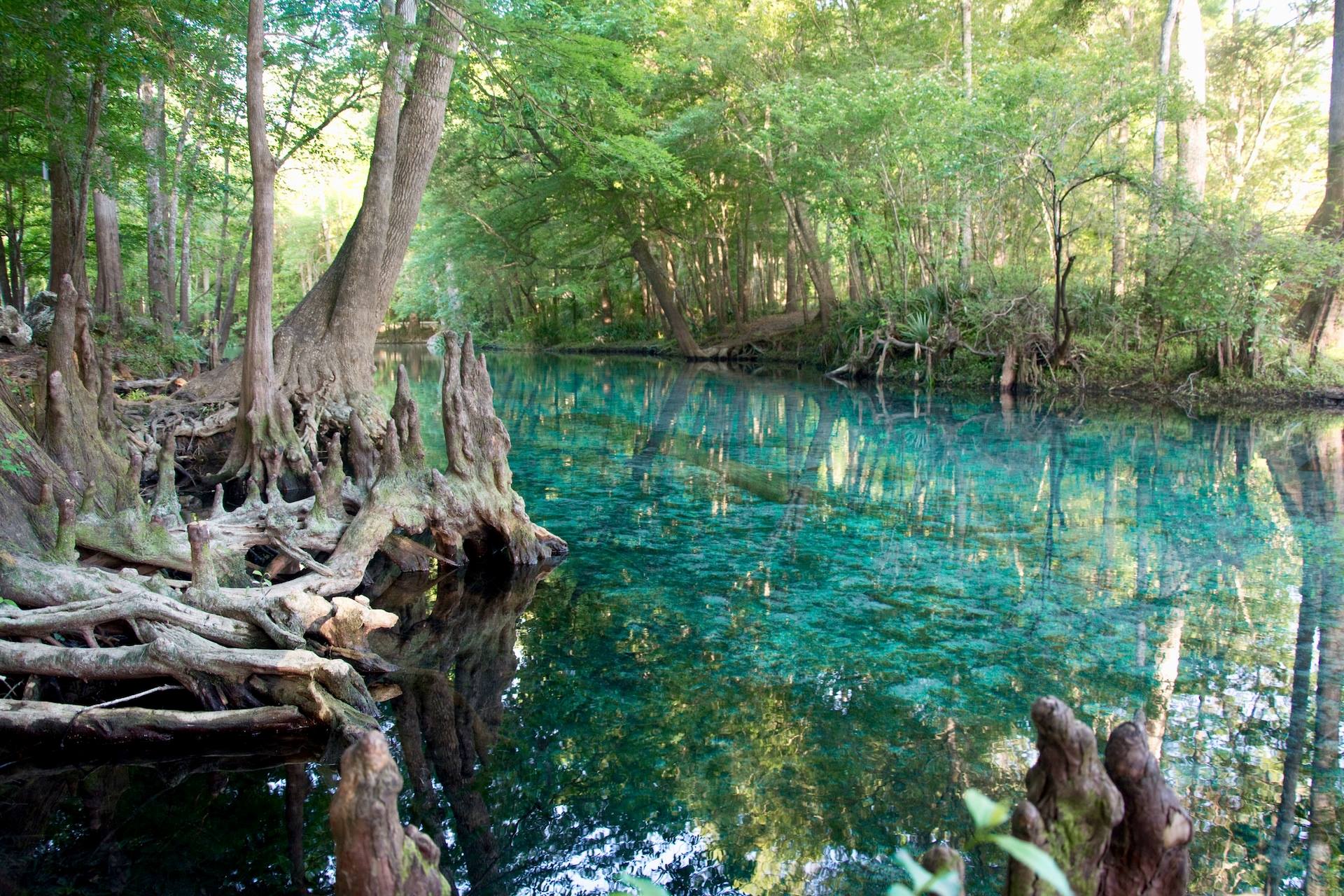 Florida species may be considered endangered again in decision to