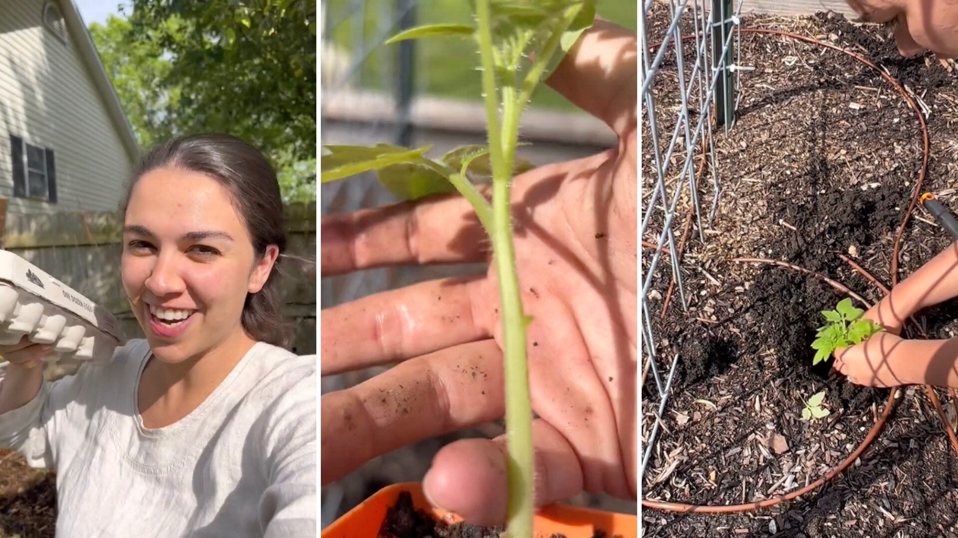 Tomato plants deals near me