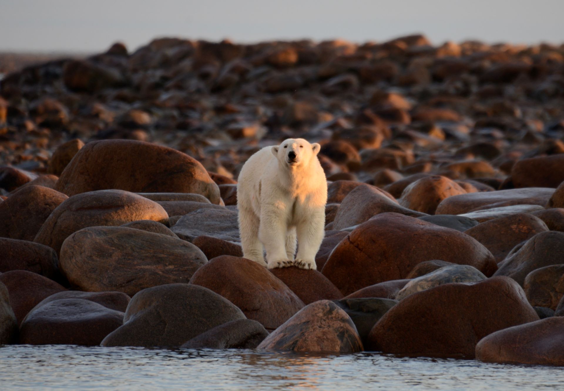 Two of the bears were highly aggressive and "did not respond to polar bear deterrent measures."