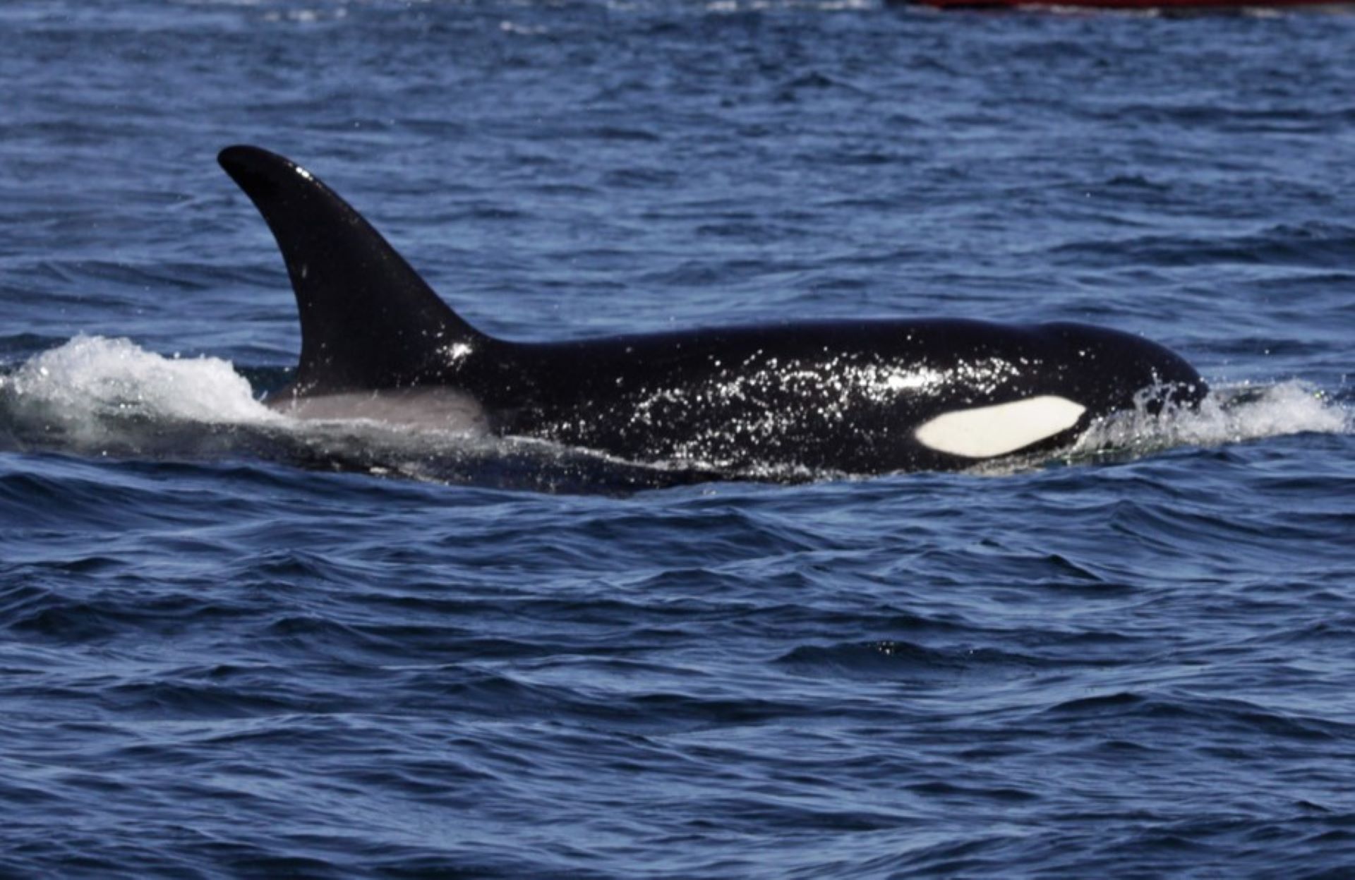 Experts make disturbing autopsy discovery on orca after missing obvious 