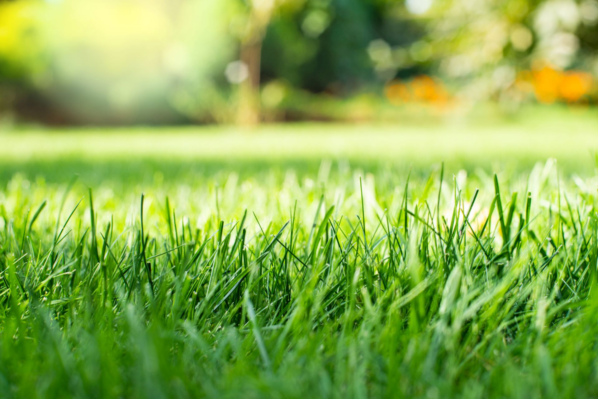 In the “before” image, the backyard is pleasant but nothing to write home about.