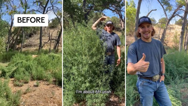 It was the thickest stand of kochia the team has ever encountered, according to the rancher.