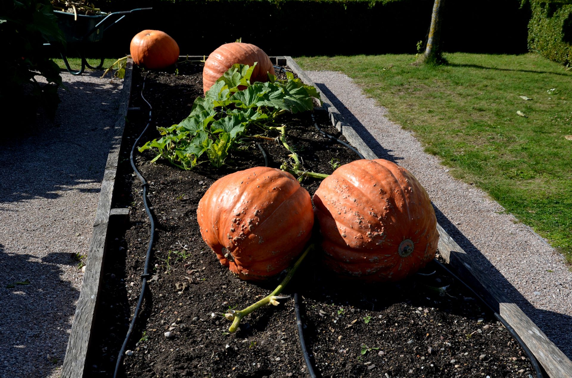 “‘Who absconded with my pumpkin?’"